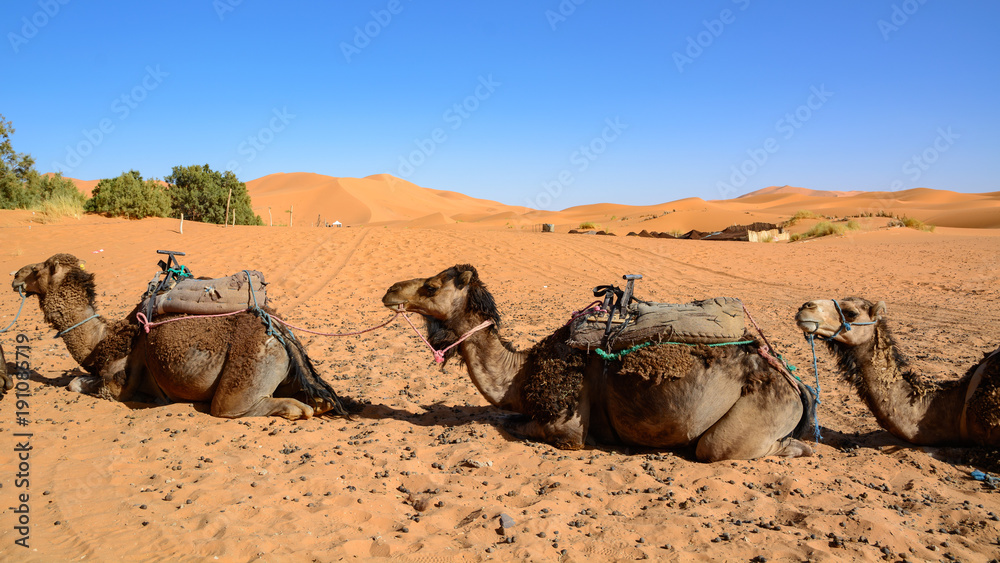 Wielbłądy na wydmach Erg Chebbi, Sahara, Maroko