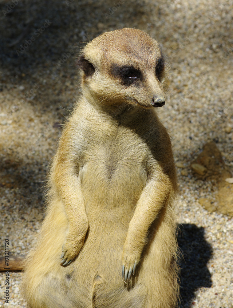 沙滩上的Meercat