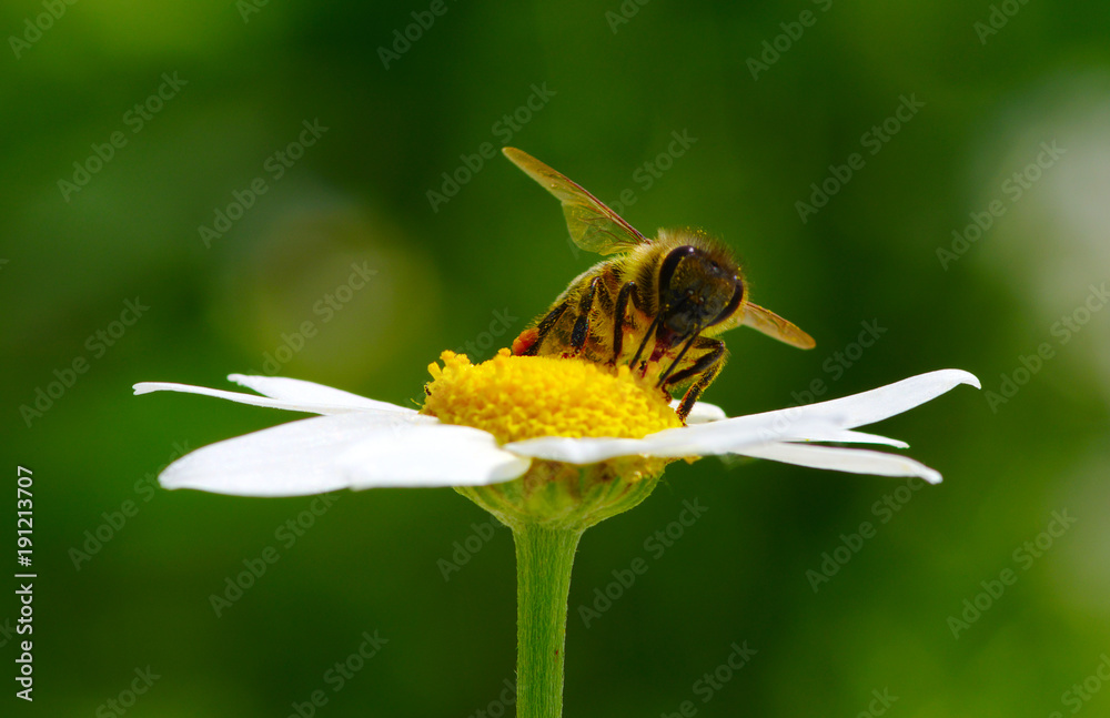 Bee and flower