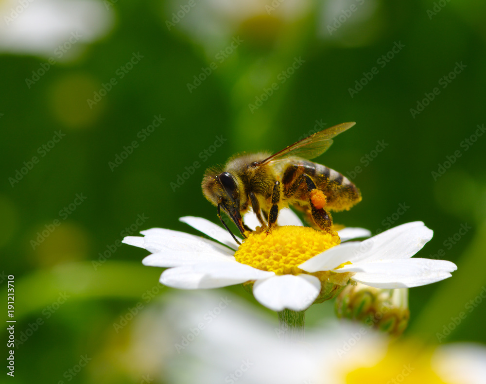 Bee and flower