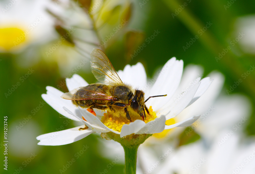 Bee and flower