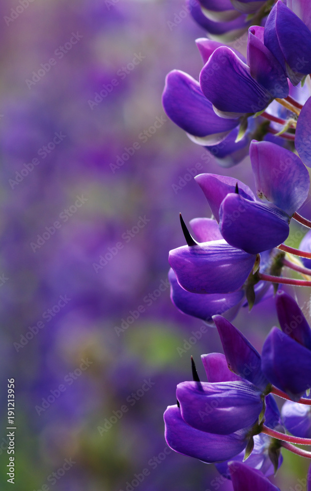  flower on a green