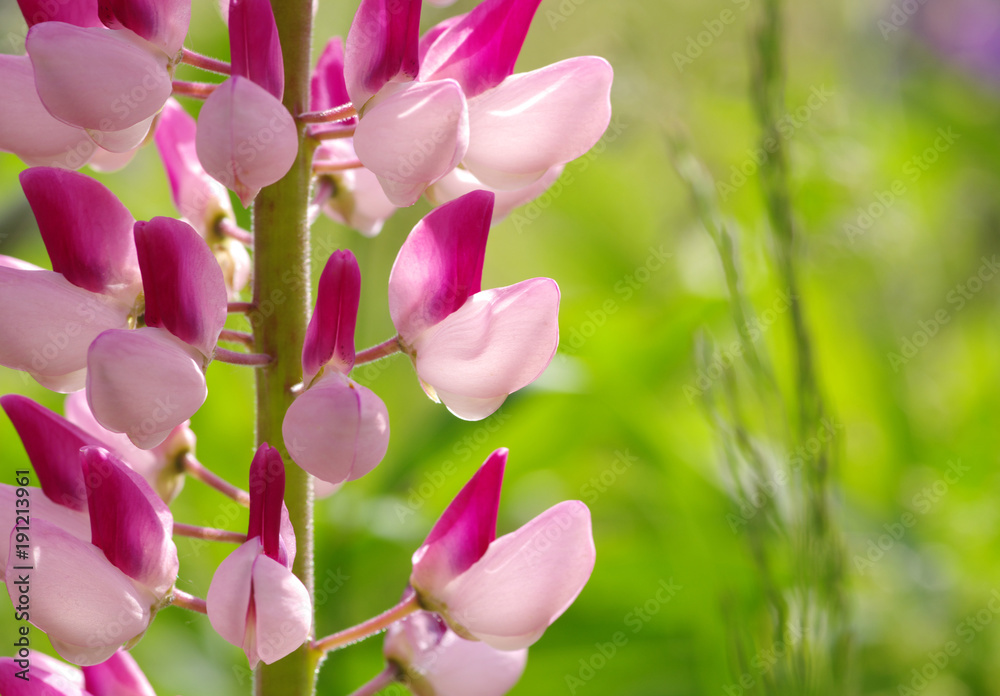  flower on a green