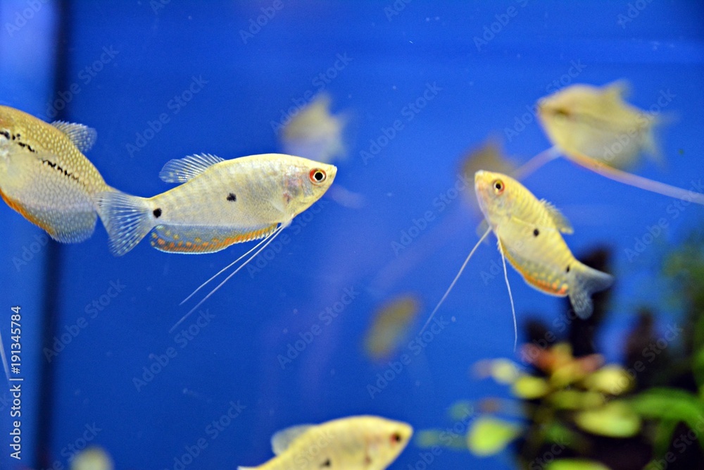 Fish in aquarium