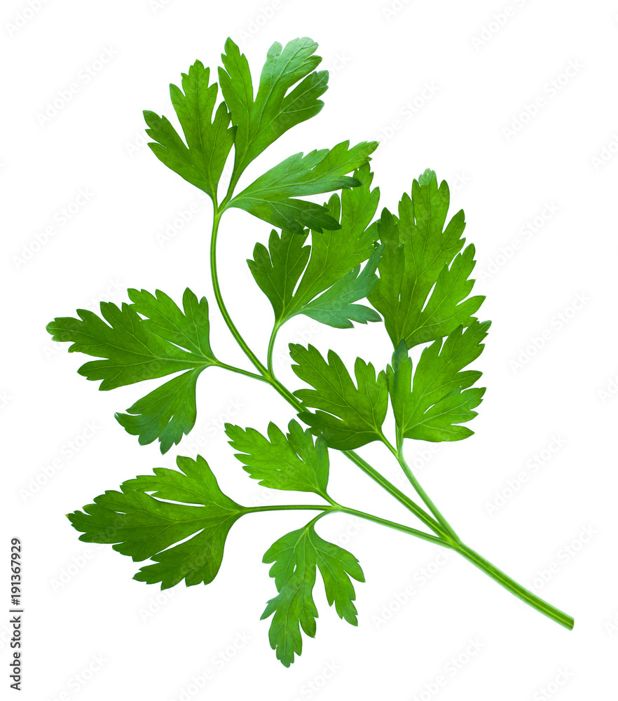 Parsley isolated on white