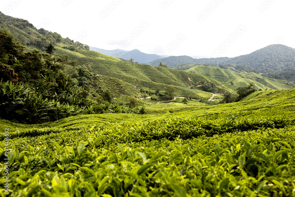 马来西亚卡梅伦高地的茶园