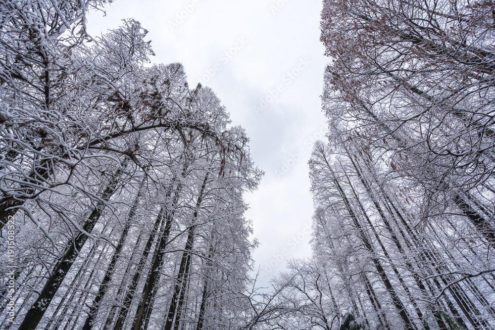 杭州西湖积雪