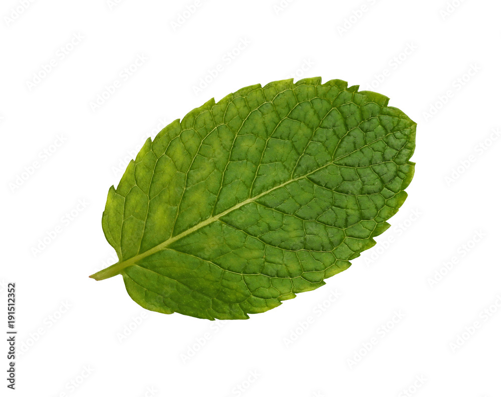 Close up fresh green mint leaf isolated on white