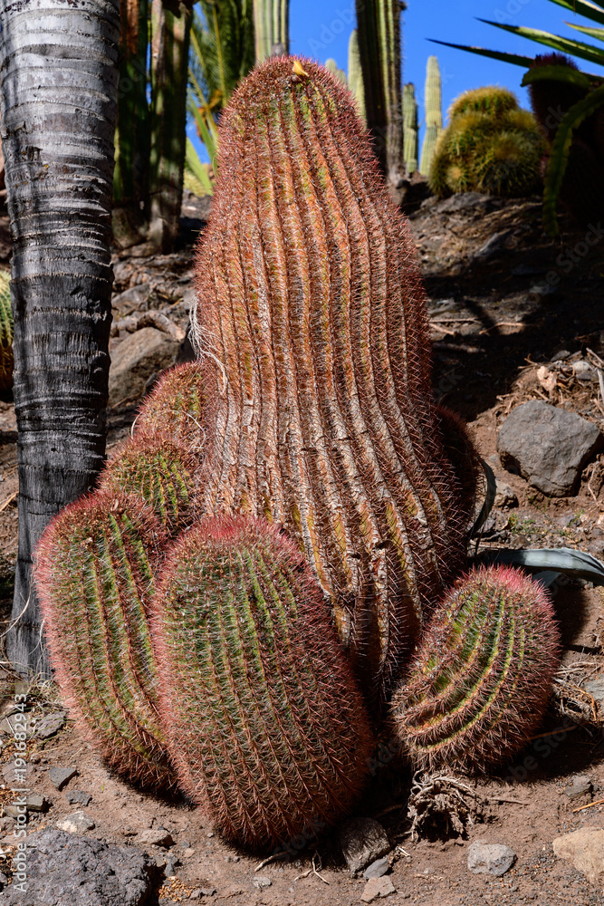 大加那利岛Cactualdea公园