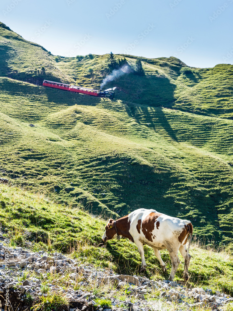 在施韦茨的伯纳奥伯兰，Zahnradbahn auf das Brienzer Rothorn und Kuh am weiden