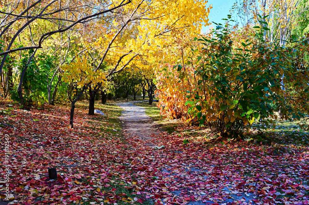 The beautiful autumn colorful landscape of garden.