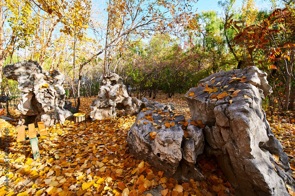 The rock and fallen leaves in the park.