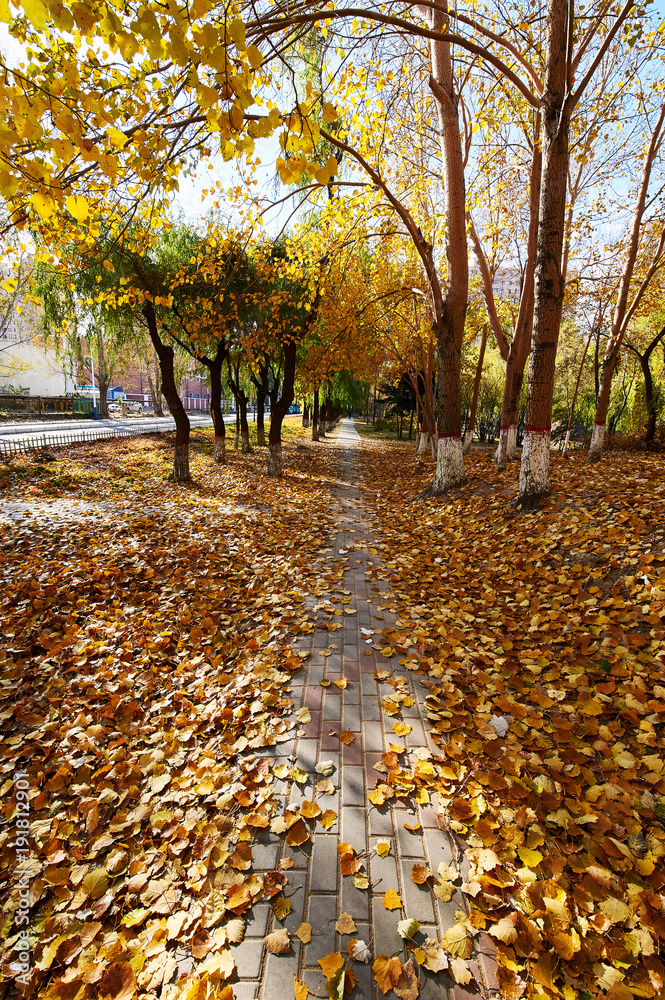 The shady path of autumn in the park.