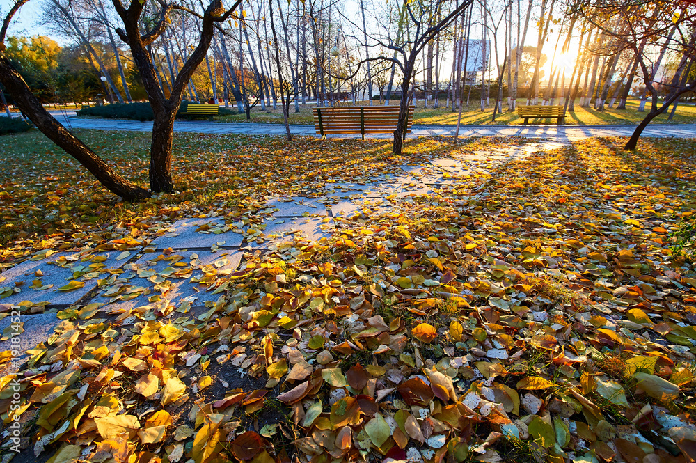 The shady path of autumn in the morning in the park.