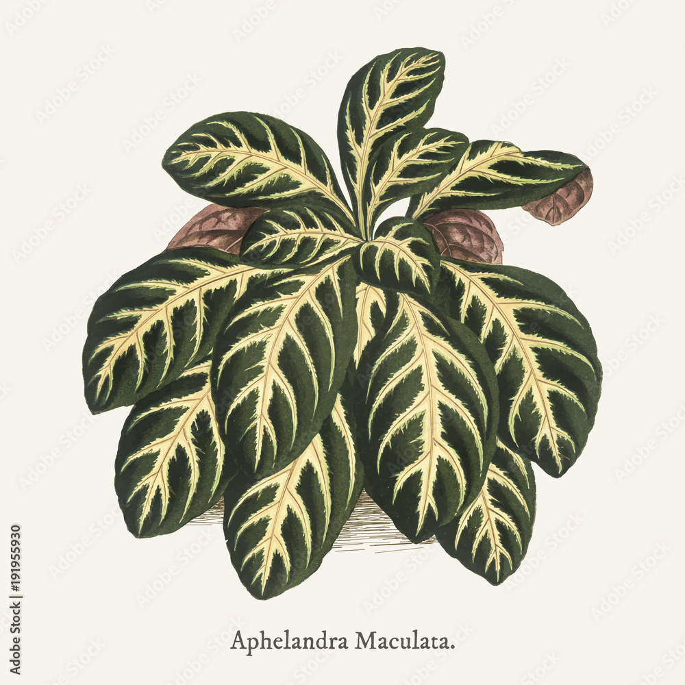 在（1825-1890）新的罕见的美丽的落叶植物中发现了Aphelandra Maculata。