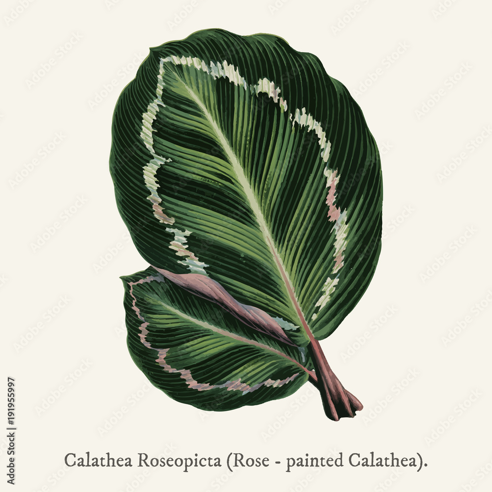 Rose Painted Calathea (Maranta illustris) found in (1825-1890) New and Rare Beautiful-Leaved Plant.