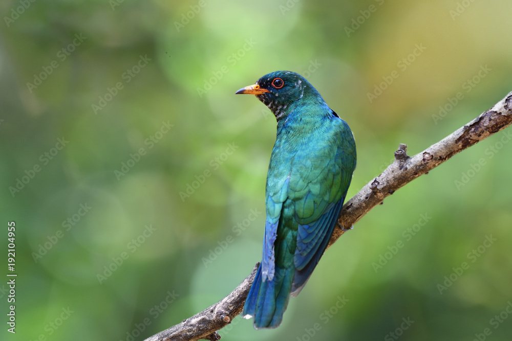 亚洲翡翠杜鹃（Chrysococcyx maculatus）美丽的天鹅绒绿色鸟类栖息在干燥的树上