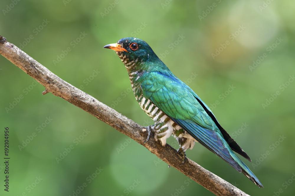 亚洲翡翠杜鹃（Chrysococcyx maculatus）美丽的天鹅绒绿色鸟类栖息在树枝上