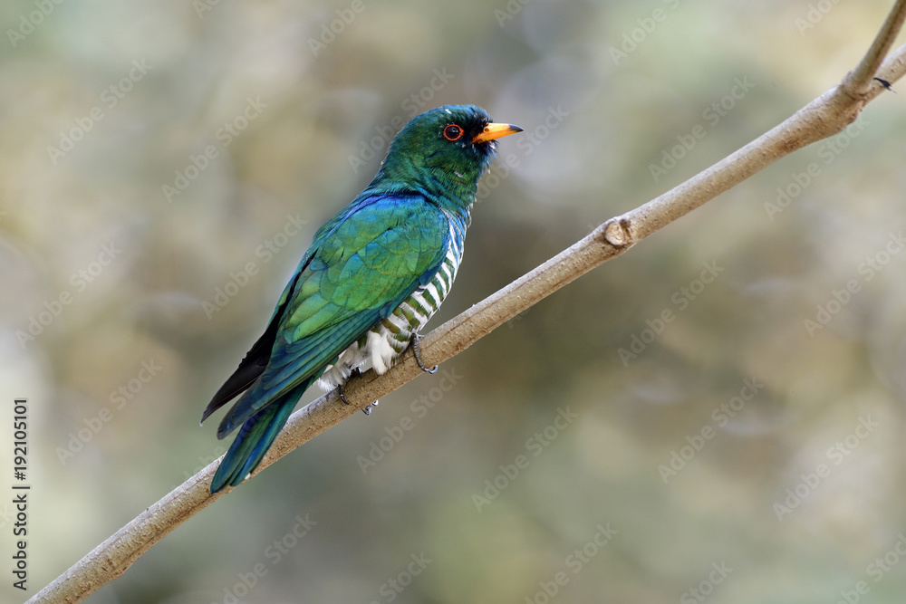 亚洲祖母绿杜鹃（Chrysococcyx maculatus）雄性超级天鹅绒绿色鸟，腹部有条纹。