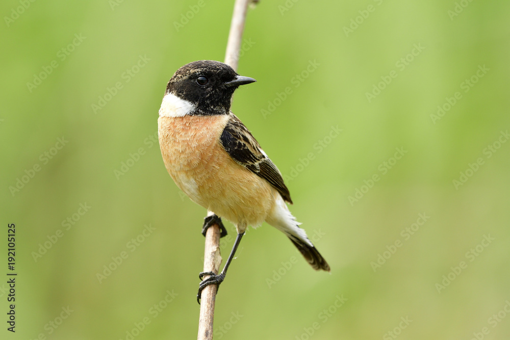 西伯利亚或亚洲石鸡（Saxicola maurus）的雄性，栖息着黑色头部的美丽棕色鸟类