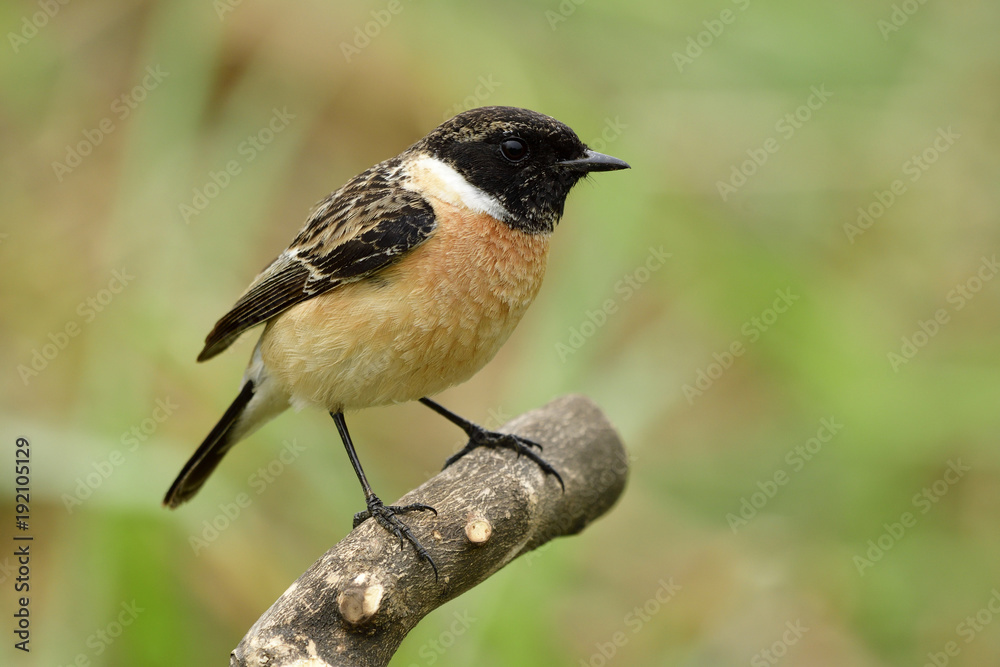 西伯利亚或亚洲石鸡（Saxicola maurus）的雄性，黑色头的有趣棕色鸟站在w上