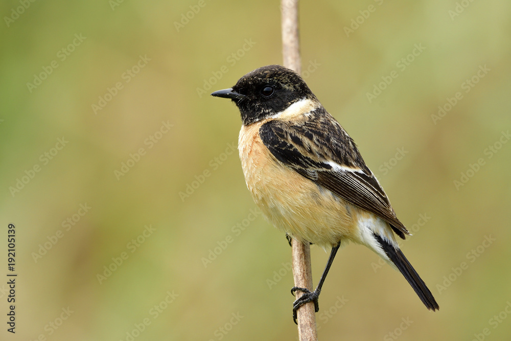 西伯利亚或亚洲石鸡（Saxicola maurus）雄性，聪明的棕色鸟，黑色头部栖息在w上