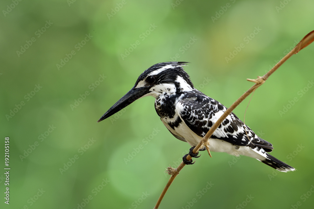 派翠鸟（Ceryle rudis）美丽的黑白相间的鸟，有大喙、漂亮的翅膀和锋利的e