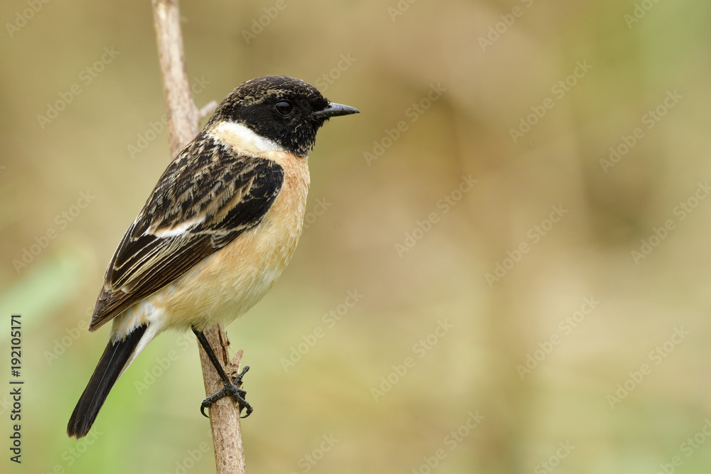 西伯利亚或亚洲石斑鸟（Saxicola maurus）美丽的棕色鸟，头部和翅膀有黑色条纹