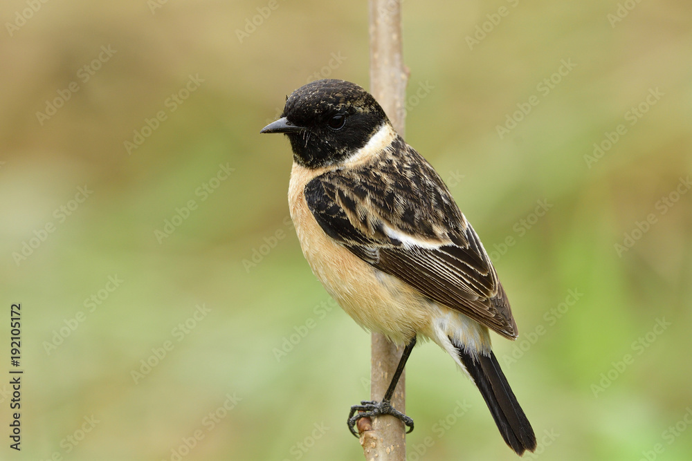 西伯利亚或亚洲石斑鸟（Saxicola maurus）美丽的棕色鸟，露出黑色条纹的头。