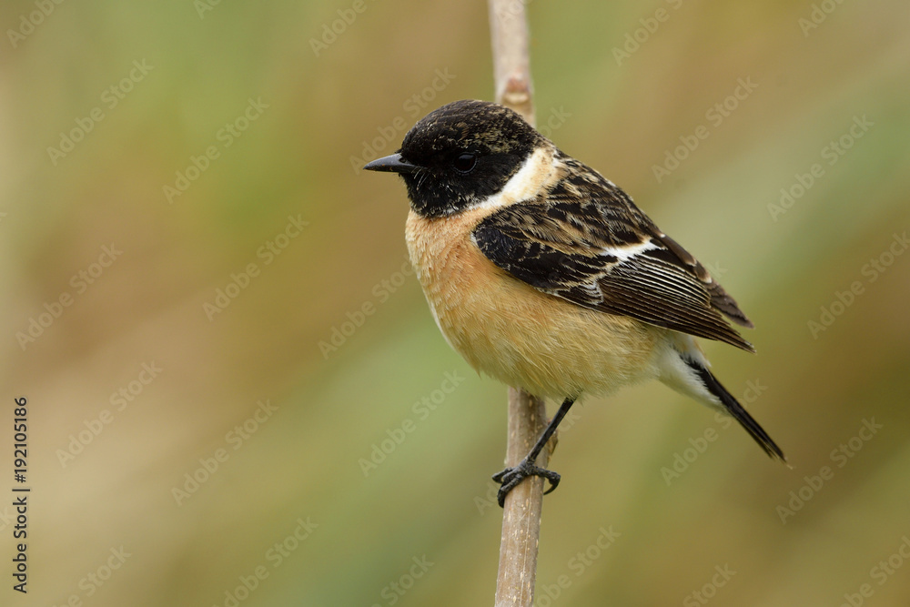 西伯利亚或亚洲石斑鸟（Saxicola maurus）美丽的棕色鸟，头和翅膀呈黑色