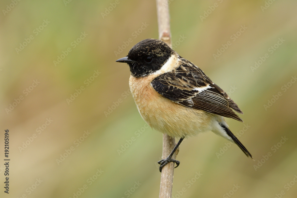 西伯利亚或亚洲石斑鸟（Saxicola maurus）美丽的圆滚滚棕色鸟，头上有黑色条纹。