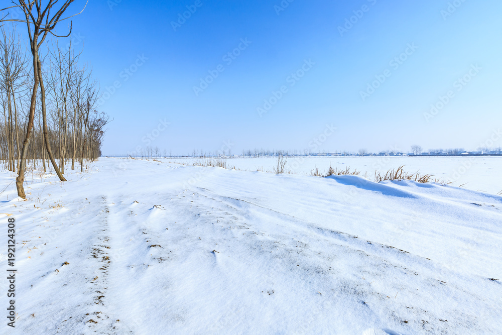 被雪覆盖的乡村土路，森林，冬天