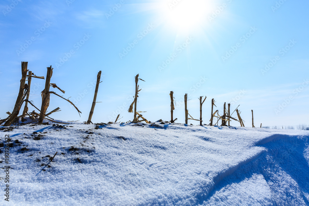 蓝天下的白雪和干燥的玉米秸秆