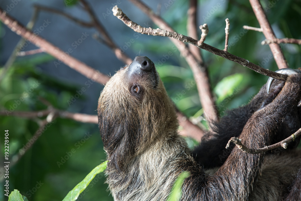 悬挂在树冠上的一只昏昏欲睡的林奈二趾树懒（Choloepus didactylus）。阿联酋迪拜