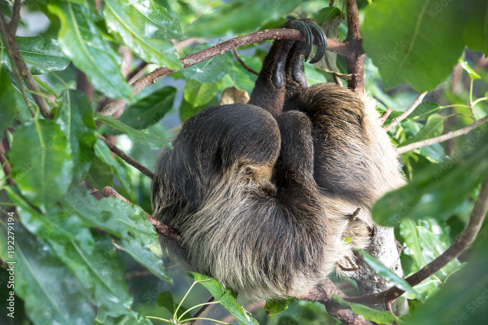 悬挂在树冠上的一只昏昏欲睡的林奈二趾树懒（Choloepus didactylus）。阿联酋迪拜