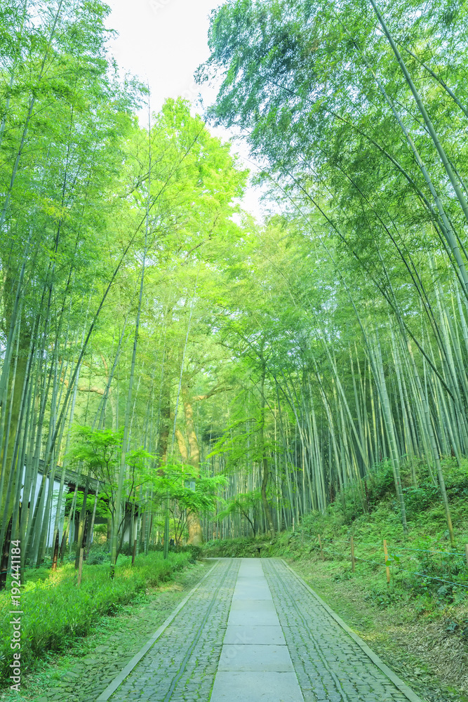  bamboo forest