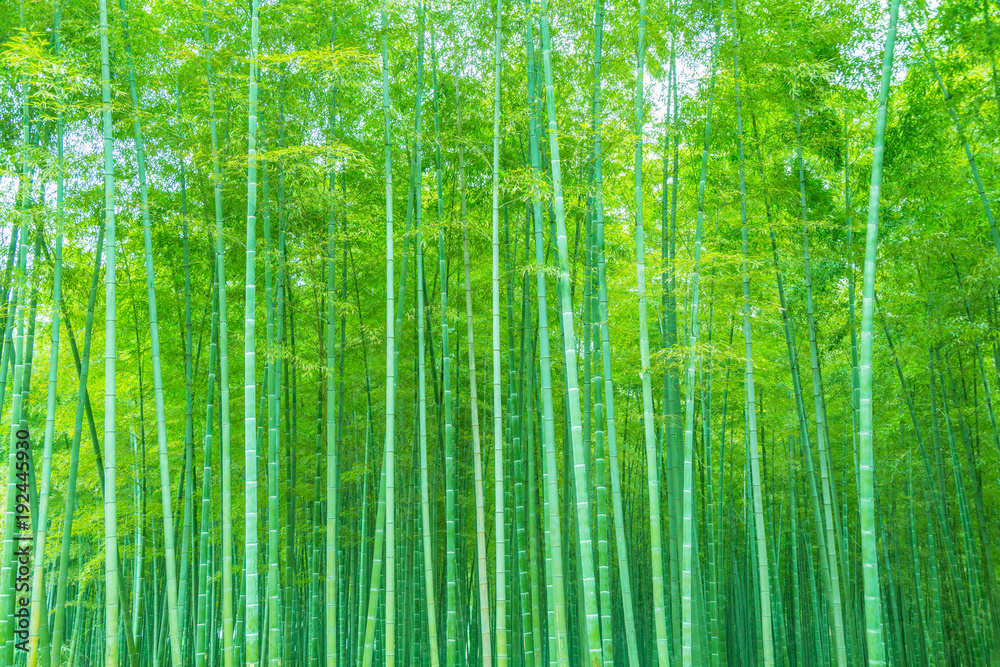 Bamboo and bamboo forest