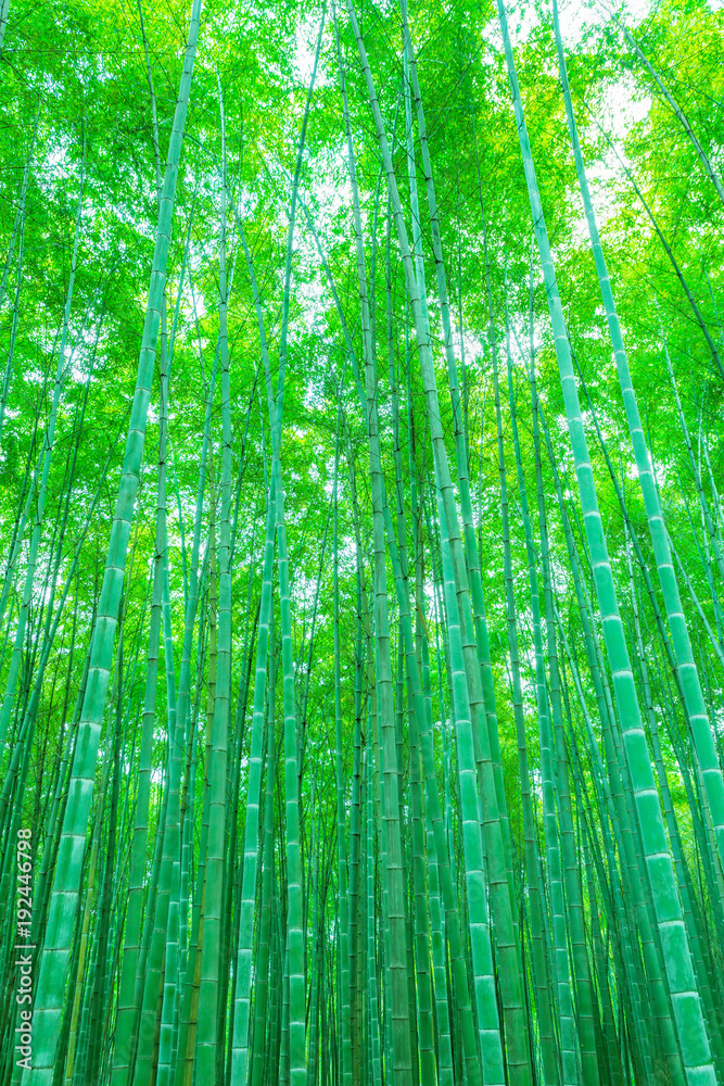 Bamboo and bamboo forest