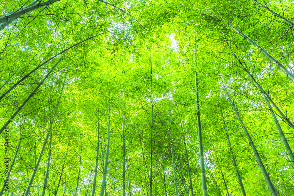 Bamboo and bamboo forest