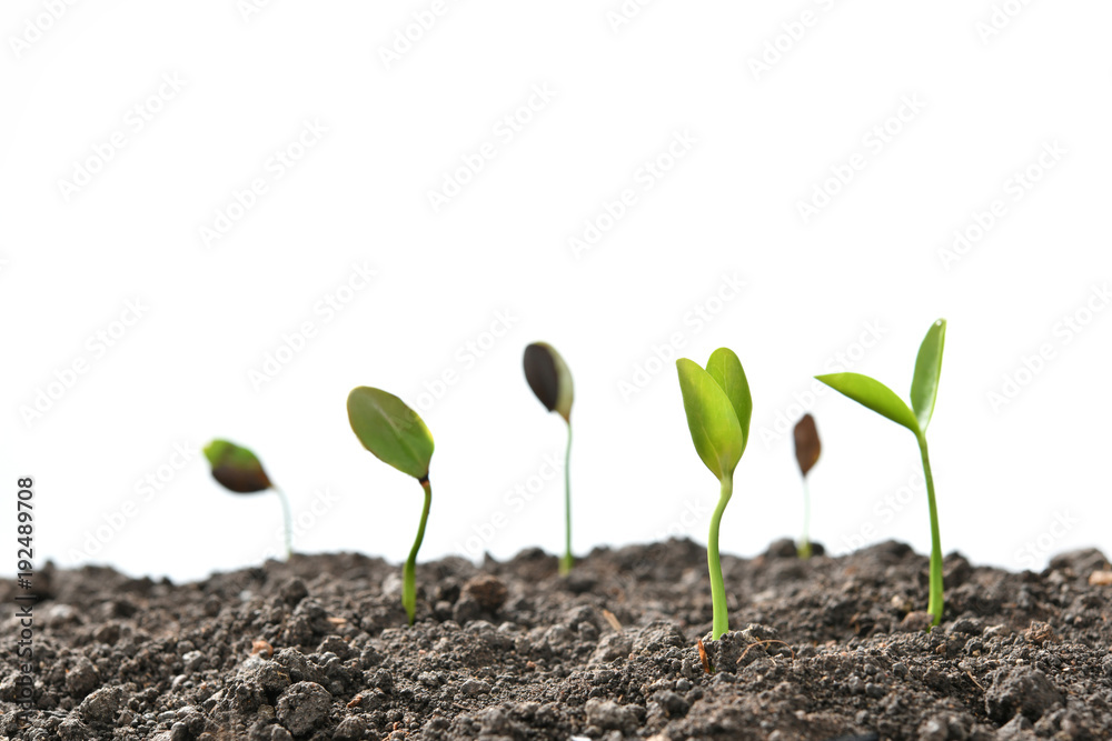 Group of green sprouts growing out from soil isolated on white background