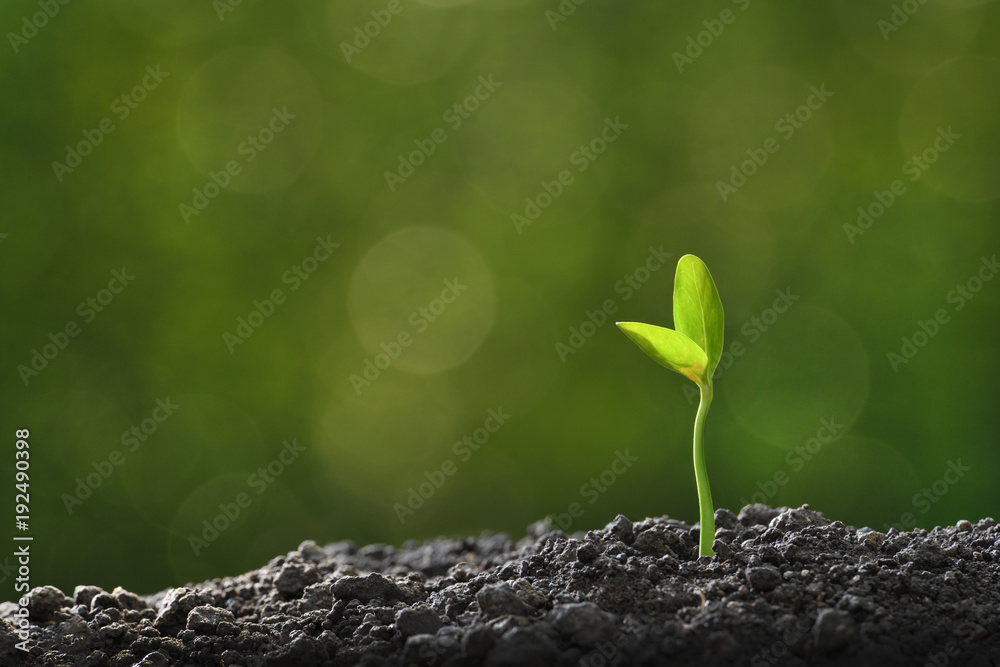 Young plant in the morning light growing out from soil