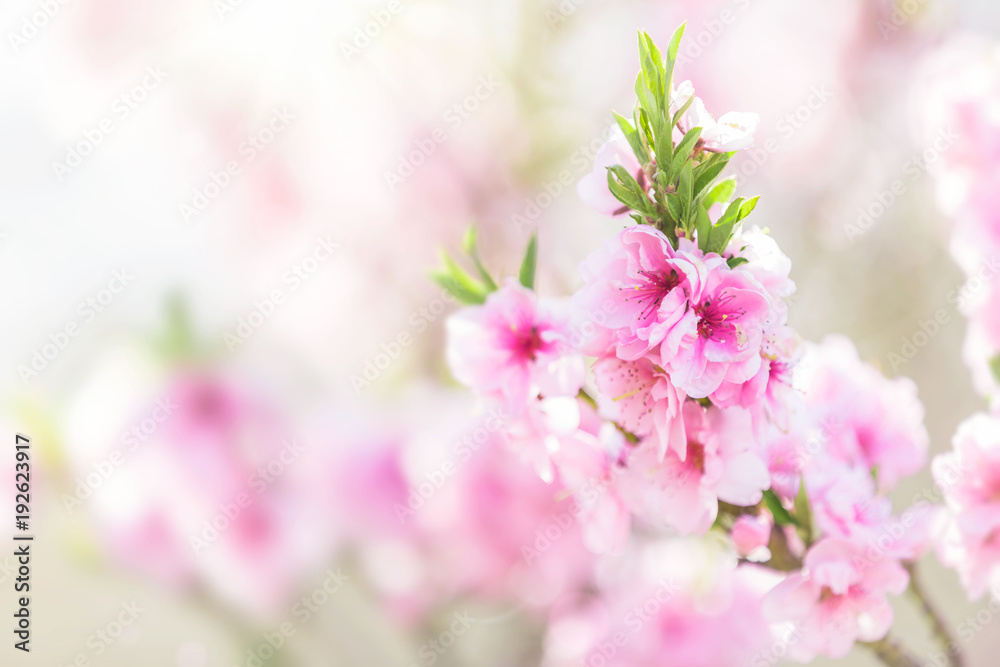 粉红色的花朵，春天的花朵