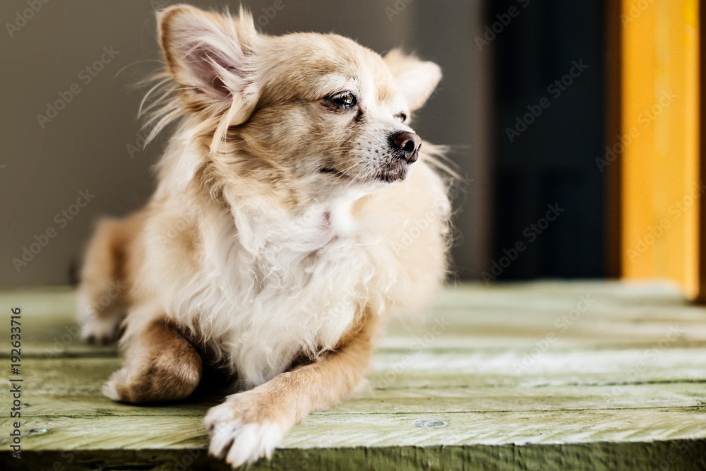 cute chihuahua dog  sit and relax on house floor waiting for his master