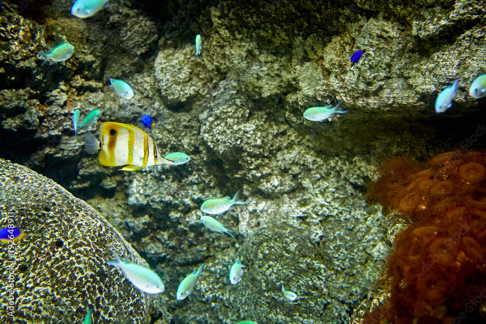 在海洋水族馆游泳的鱼