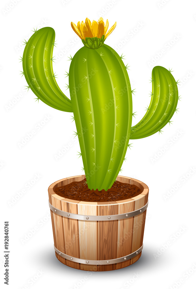 Сactus in a pot