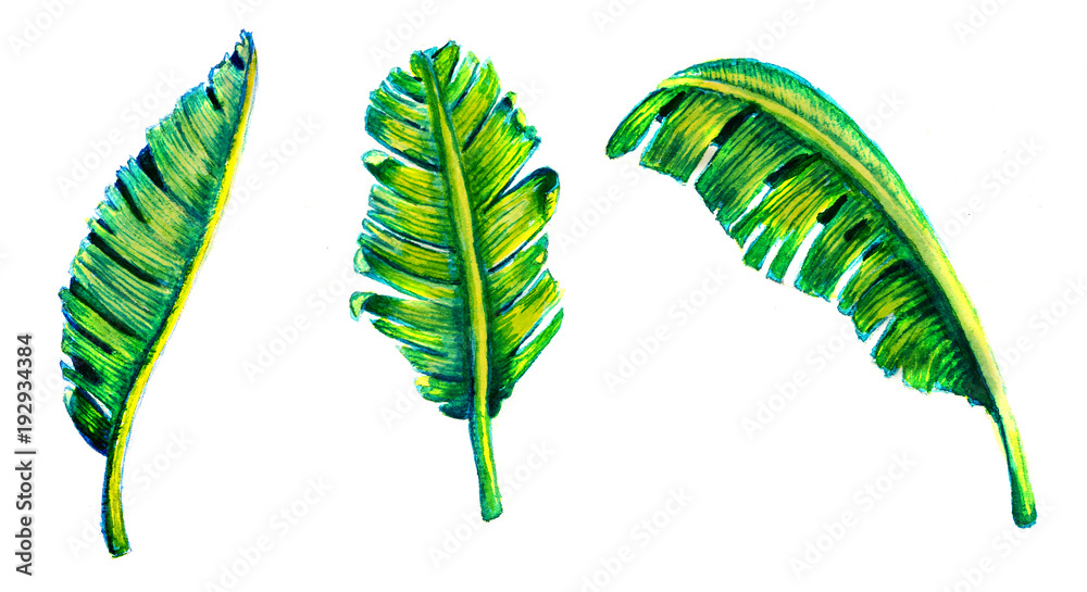 the Watercolor hand drawn illustration of tropical banana leaf on white