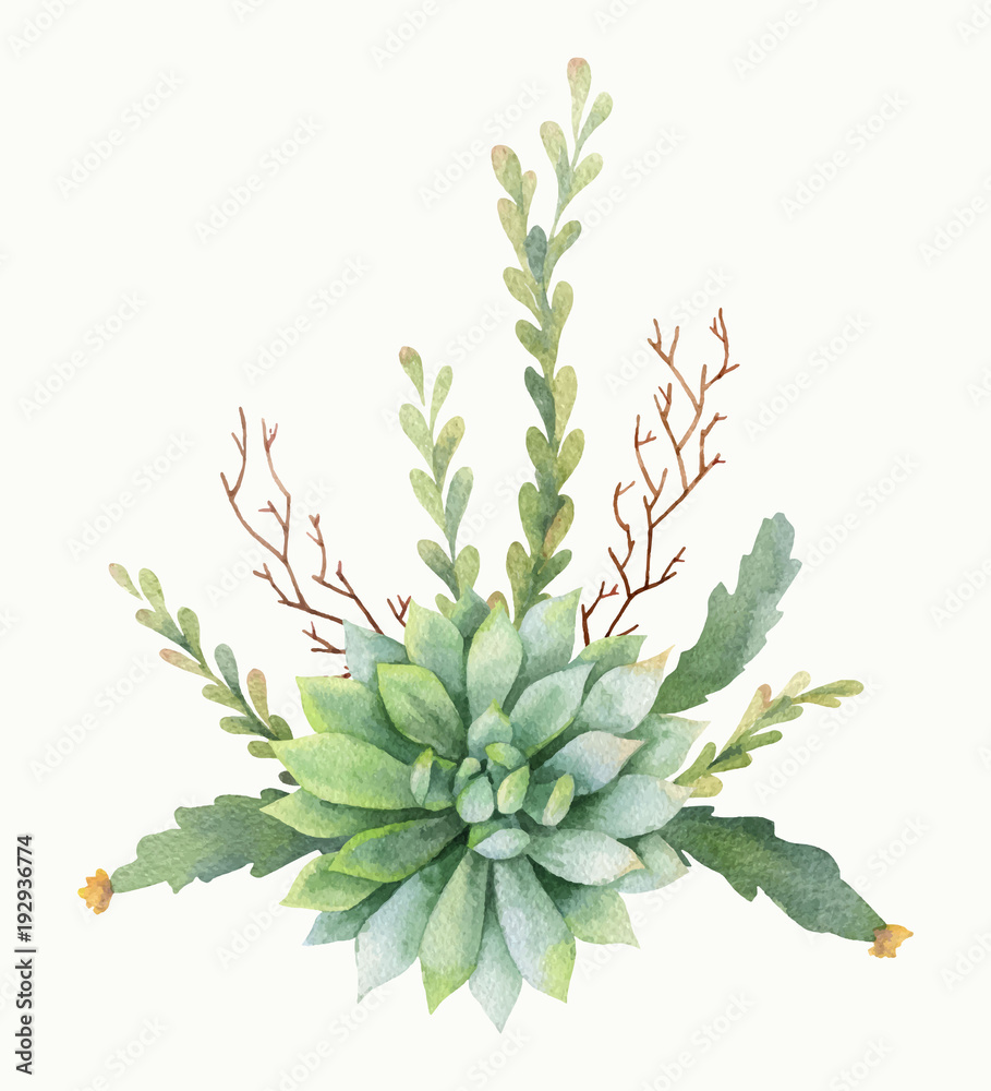 Watercolor vector bouquet of cacti and succulent plants isolated on white background.