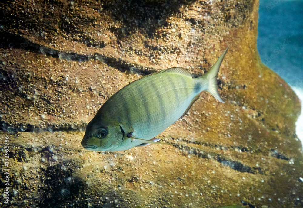 鱼在海洋水族馆里游泳