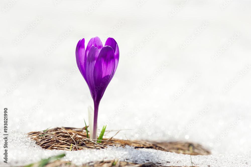 春天草地上雪地里的独一番红花特写