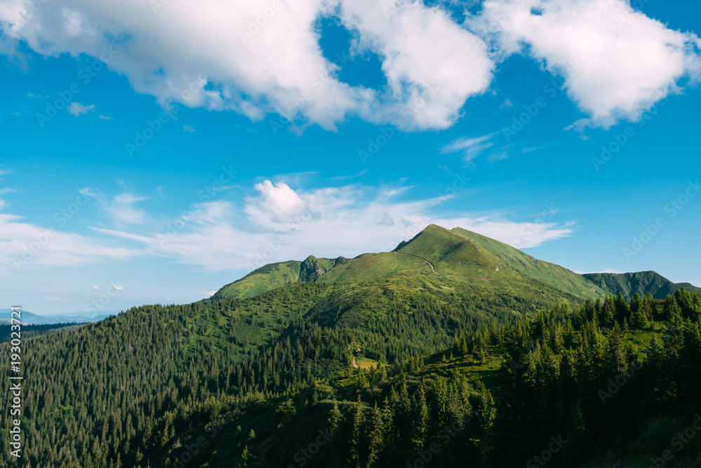 喀尔巴阡山脉阳光明媚的夏日风景如画。松树形成的郁郁葱葱的森林